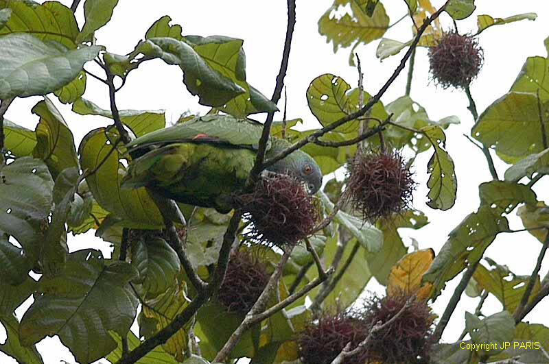 Amazona arausiaca